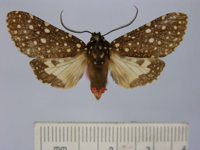 Bernathonomus aureopuncta