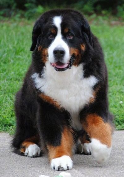Bernese Mountain Dog Bernese Mountain Dog Breed Information and Pictures