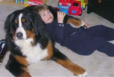 Bernese Mountain Dog Bernese Mountain Dog Breed Information and Pictures