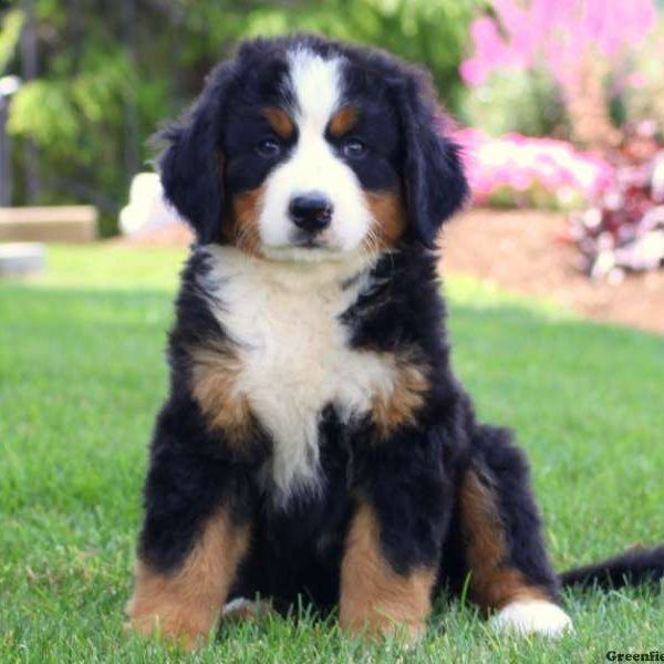 Bernese Mountain Dog Bernese Mountain Dog Puppies For Sale In PA