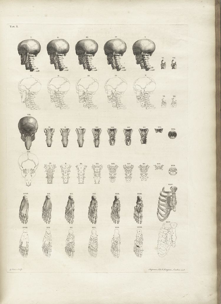 Bernhard Siegfried Albinus Historical Anatomies on the Web Bernhard Seigfried