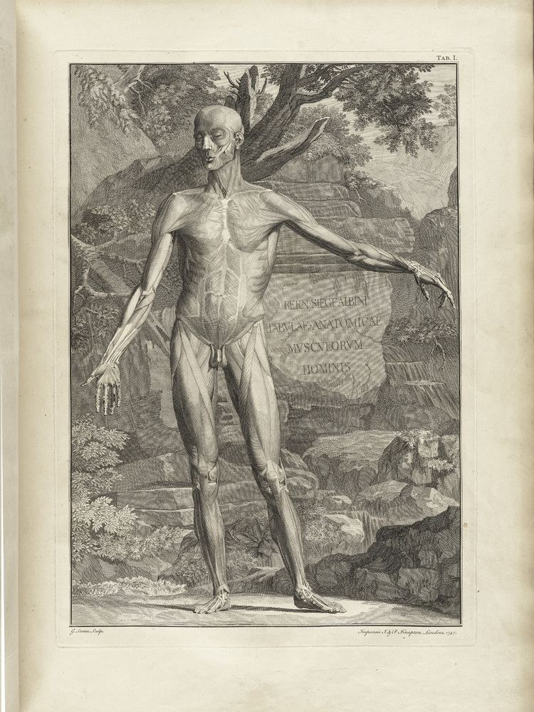 Bernhard Siegfried Albinus Historical Anatomy Old Hand Drawn Science Art Neurodope