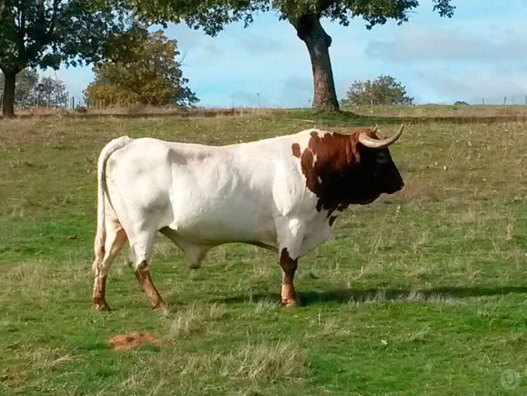 Berrenda cattle