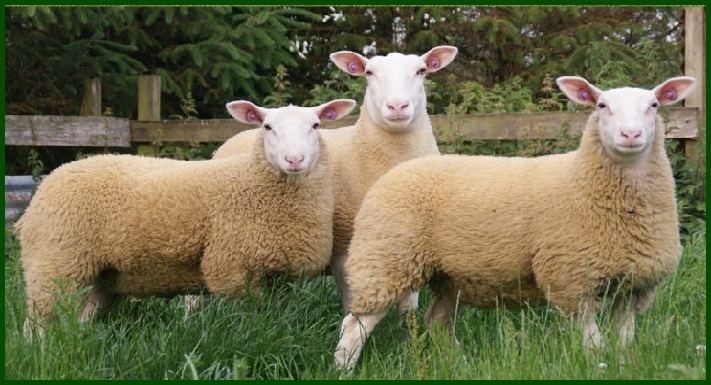 Berrichon du Cher The British Berrichon Sheep Society Online