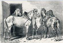 Berrichon horse httpsuploadwikimediaorgwikipediacommonsthu