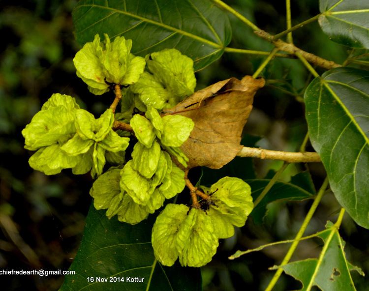 Berrya cordifolia Berrya cordifolia Willd Burret Species India Biodiversity Portal