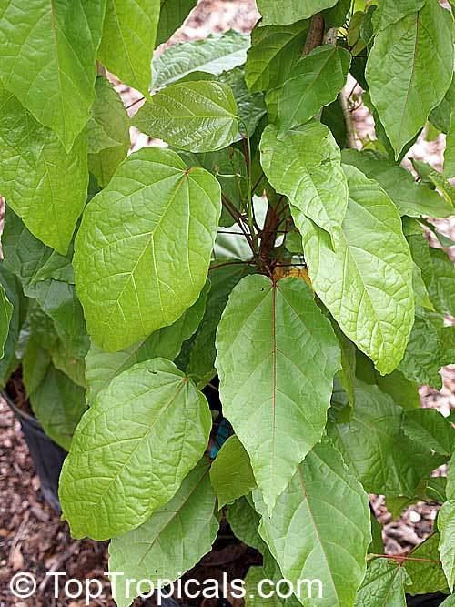 Berrya cordifolia httpstoptropicalscompicsgarden07479P51147