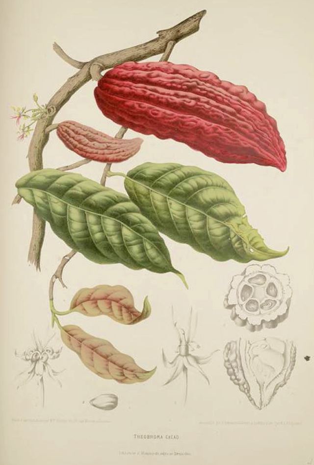 Berthe Hoola van Nooten Exotic Botanical Illustrations of Berthe Hoola Van Nooten 1880