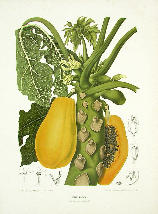Berthe Hoola van Nooten Berthe Hoola van Nooten Tropical Prints 1863