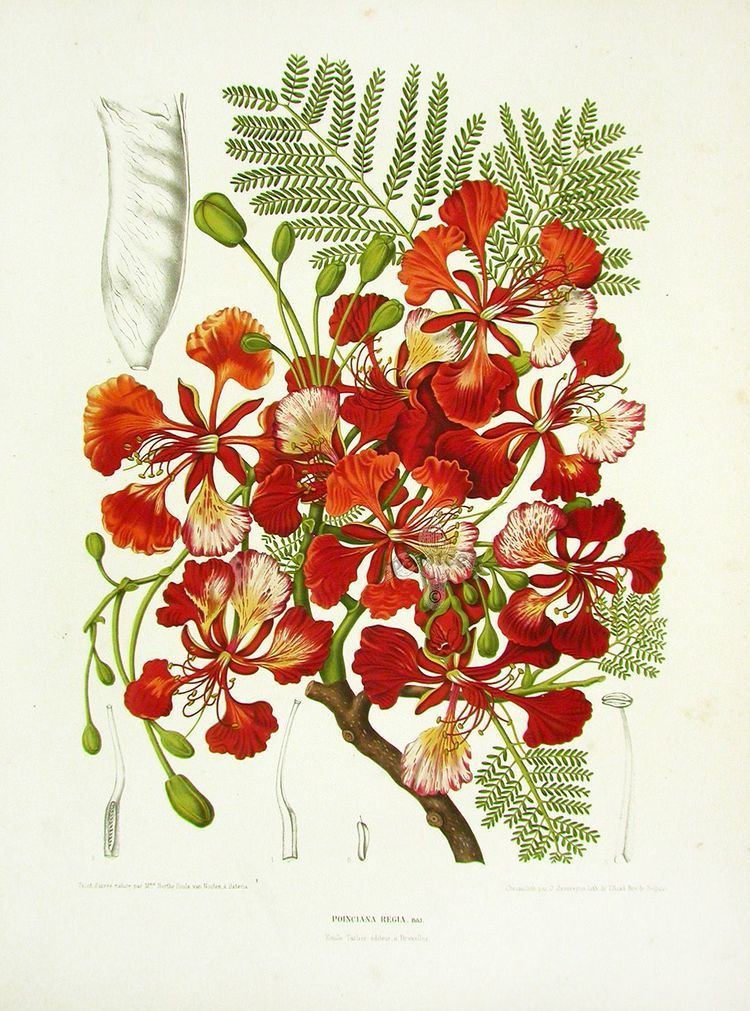 Berthe Hoola van Nooten Berthe Hoola van Nooten Tropical Prints 1863 Poinciana Regia