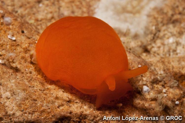 Berthella GROC Gua Berthella aurantiaca