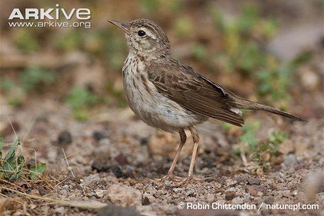 Berthelot's pipit Berthelot39s pipit videos photos and facts Anthus berthelotii ARKive