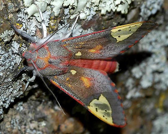 Bertholdia Lepidoptera a gray and red moth Bertholdia trigona BugGuideNet