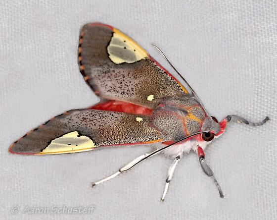 Bertholdia trigona Pastel tiger moth Bertholdia trigona BugGuideNet