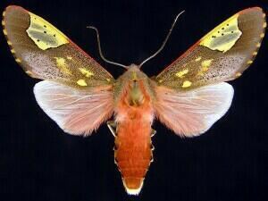 Bertholdia trigona Moth Photographers Group Bertholdia trigona 8258