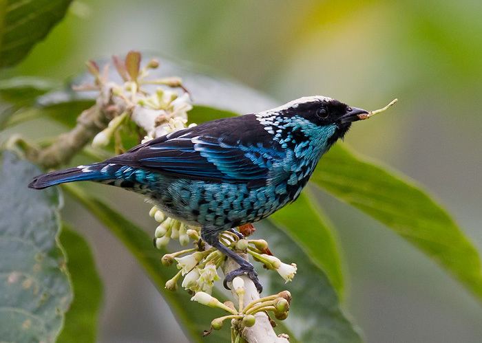 Beryl-spangled tanager Berylspangled Tanager Andean cloud forests from Venezuela to