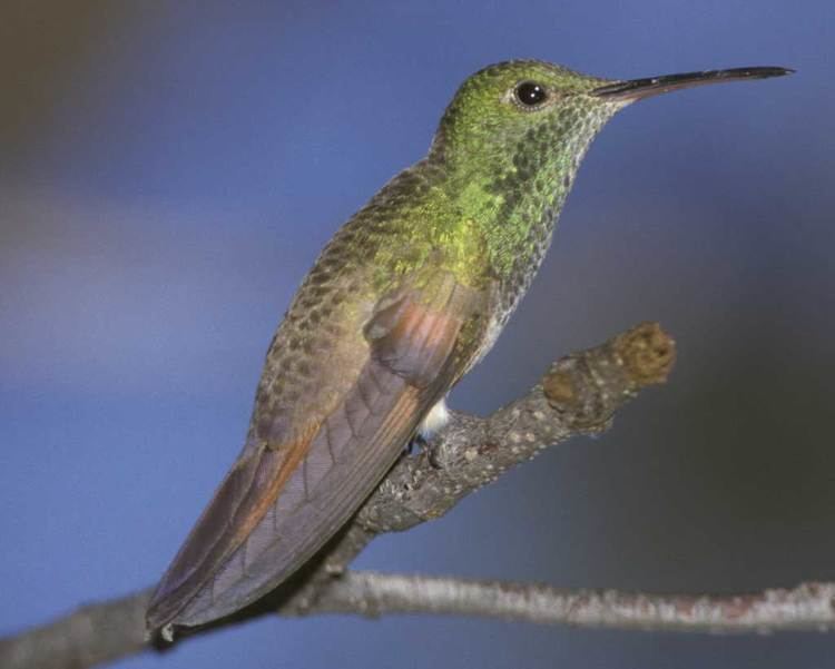 Berylline hummingbird Berylline Hummingbird Audubon Field Guide