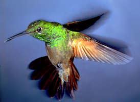Berylline hummingbird Berylline Hummingbird