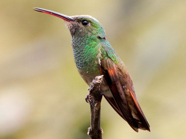 Berylline hummingbird Berylline Hummingbird Species Hummingbirds Plus