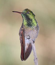 Berylline hummingbird httpsuploadwikimediaorgwikipediacommonsthu