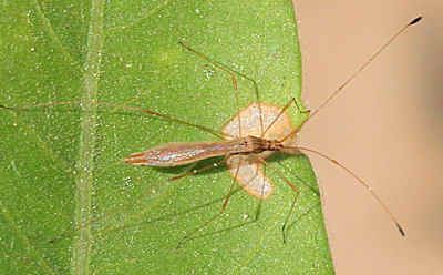 Berytidae Berytidae
