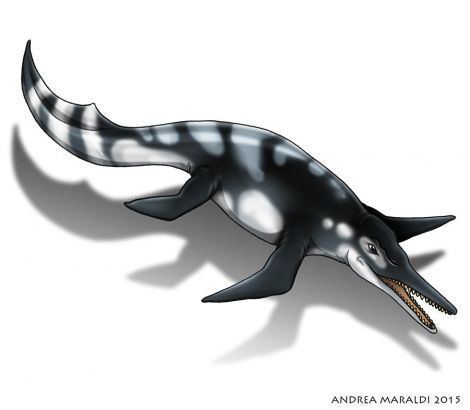 Besanosaurus Besanosaurus Aquatic Reptile