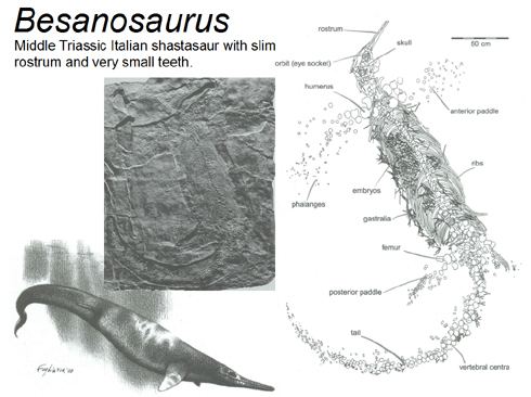 Besanosaurus Dinosaurs of Italy Tetrapod Zoology