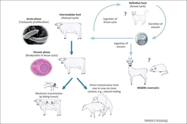 Besnoitia A century of bovine besnoitiosis an unknown disease reemerging in
