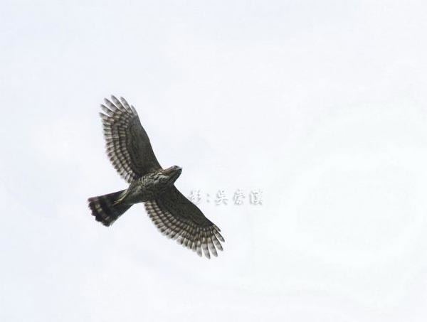 Besra Birding In Taiwan Besra