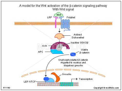 Beta-catenin A model for the Wnt activation of the betacatenin signaling pathway