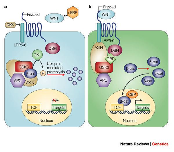 Beta-catenin Figure 1 WNT and betacatenin signalling diseases and therapies