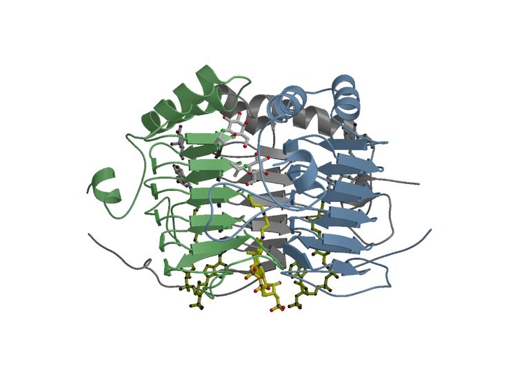 Beta-galactoside transacetylase