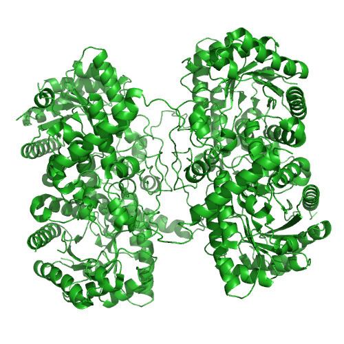 Betaine—homocysteine S-methyltransferase
