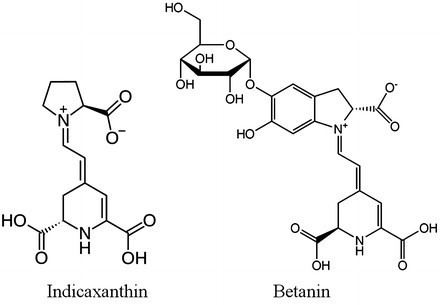 Betanin 13 Chemical structures of indicaxanthin and betanin Figure 13 of 18