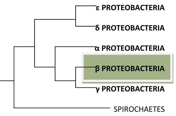 Betaproteobacteria BETAPROTEOBACTERIA