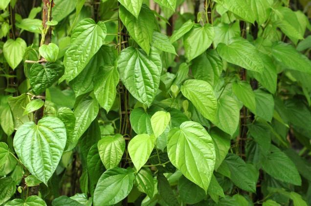 Betel Betel Leaves amp Health Benefits Ace of Life Well Being