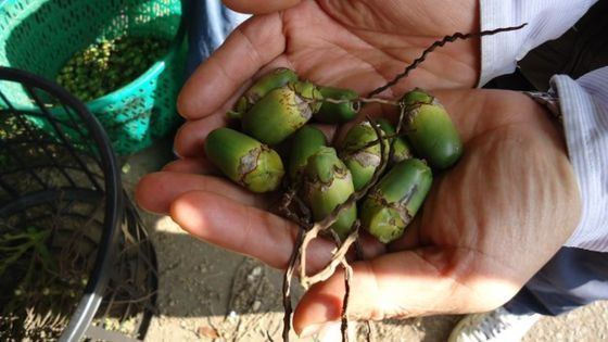 Betel Asia39s deadly secret The scourge of the betel nut BBC News