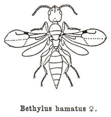 Bethylidae httpsuploadwikimediaorgwikipediacommonsthu