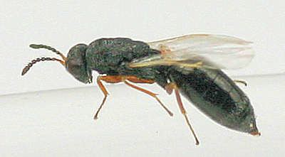 Bethylidae Bethylidae BugGuideNet