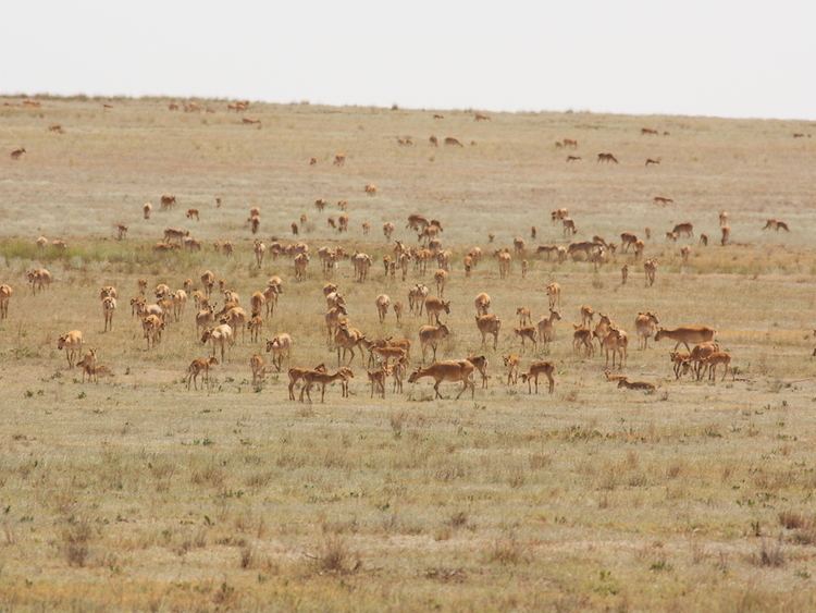 Betpak-Dala Catastrophic mass dieoff of Saiga antelopes in Central Kazakhstan