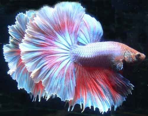 Betta 1000 images about all about bettas on Pinterest Fish aquariums