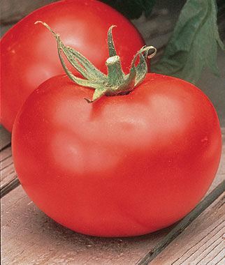 Better Boy Better Boy Hybrid Tomato Seeds and Plants Vegetable Gardening at