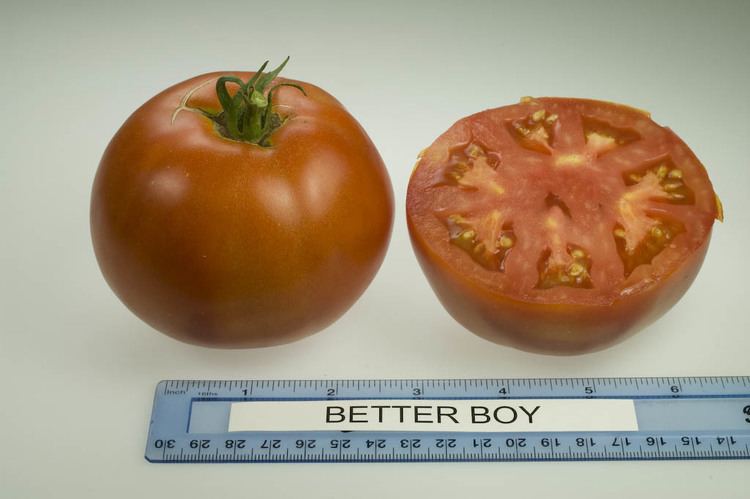 Better Boy Better Boy Tomato Varieties