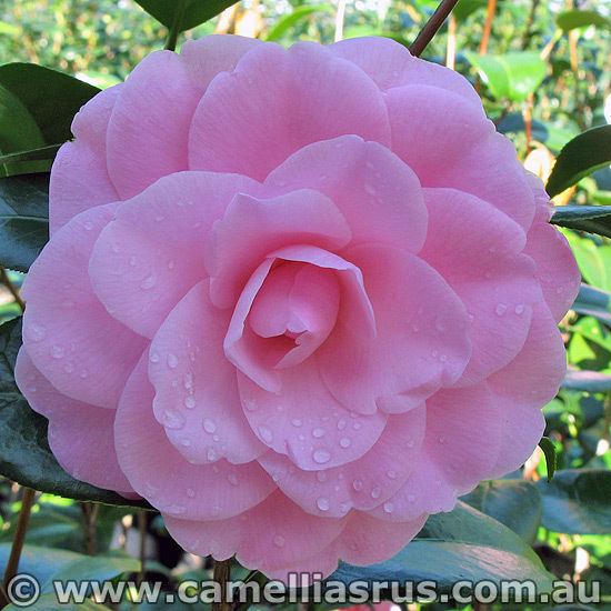Betty Ridley Betty Ridley Camellias R Us