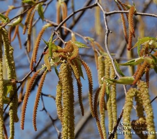 Betula alnoides - Alchetron, The Free Social Encyclopedia