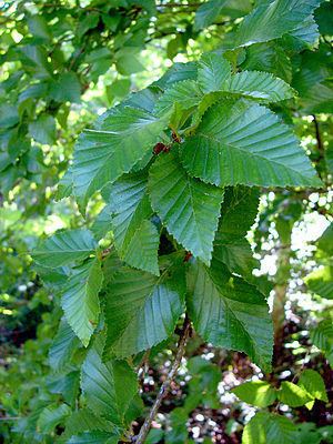 Betula chinensis httpsuploadwikimediaorgwikipediacommonsthu