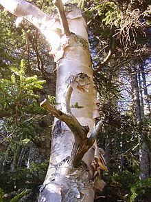 Betula cordifolia httpsuploadwikimediaorgwikipediacommonsthu