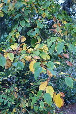 Betula dahurica httpsuploadwikimediaorgwikipediacommonsthu