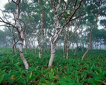 Betula ermanii httpsuploadwikimediaorgwikipediacommonsthu