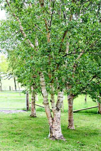Betula ermanii Betula ermanii Erman39s Birch Tree Shrub Majestic Trees